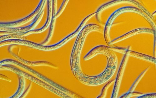 科學(xué)家順利 復(fù)活 2.4萬(wàn)年前的生物,如果擴(kuò)散,會(huì)有多可怕