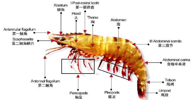 對蝦生物學如何?又該如何養(yǎng)殖?