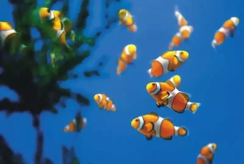 春節的昆明 鮮花與海洋的新奇組合重裝上陣